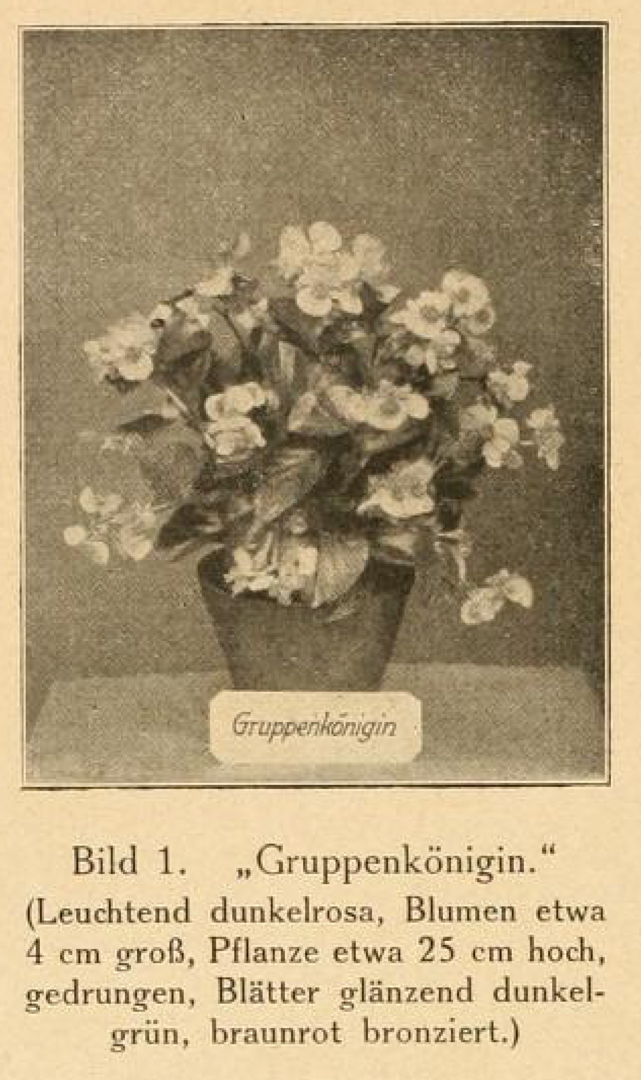 B. ‘Gruppenkönigin’